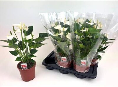 Антуріум “Snow Love”