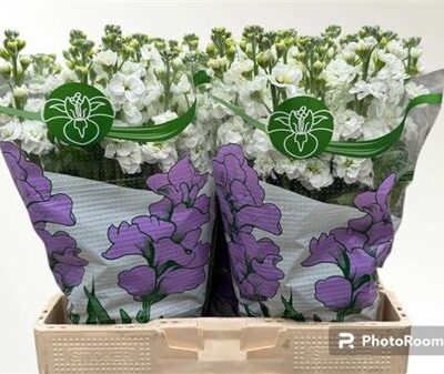 Матіола 'Aida White'