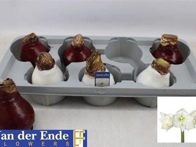 Гіппеаструм “Bloembol”