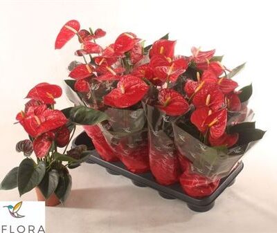 Антуріум “Easy Red”