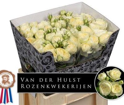 Кущова троянда 'Ayala!'