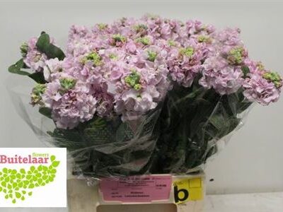 Матіола 'Iron Cherry'