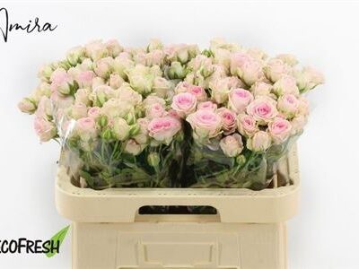 Кущова троянда 'Good Mood'