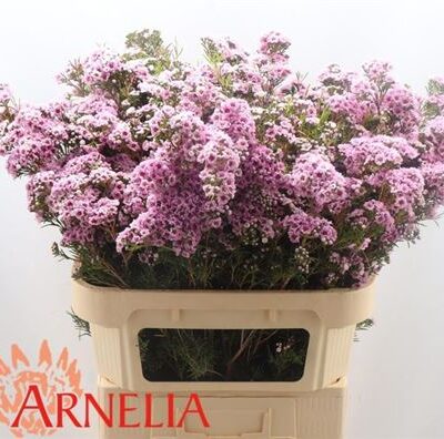 Хамелаціум 'Giselle'