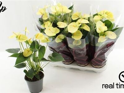 Антуріум 'Vanilla'