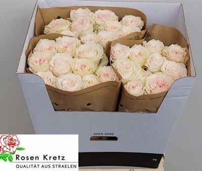 Одноголова троянда 'Sunderland!'