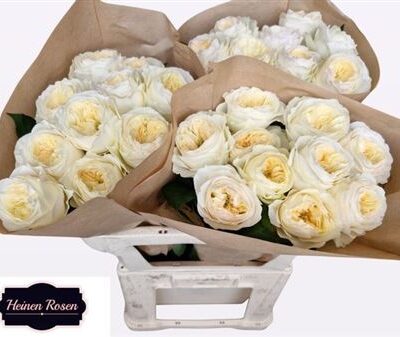 Одноголова троянда 'Stanley Park!'