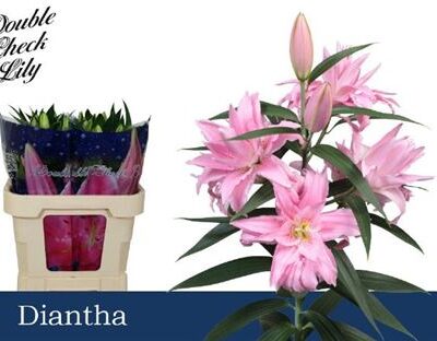 Лілія 'Diantha'