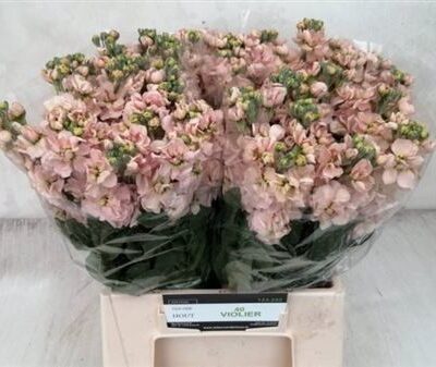 Матіола 'Iron Apricot'