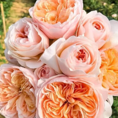 Еквадорська троянда 'Juliet'