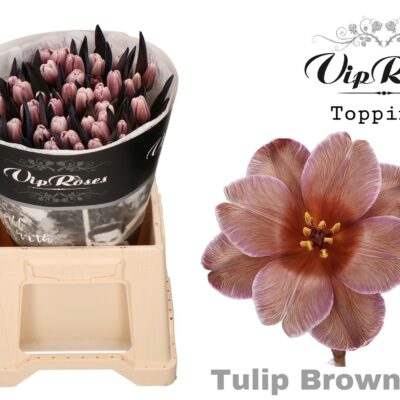 Тюльпан 'Brownies'