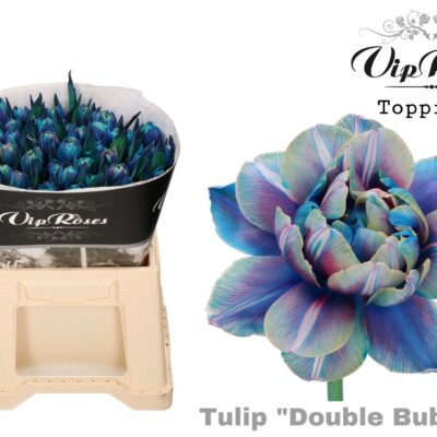 Тюльпан 'Double Bubble'
