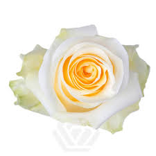 Еквадорська троянда 'Cream X-pression'