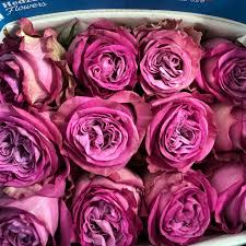 Еквадорська троянда 'Queen's Crown'