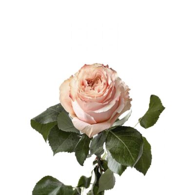 Еквадорська троянда 'Princess Crown'