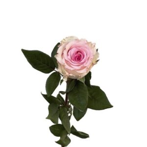 Еквадорська троянда 'Mandala'