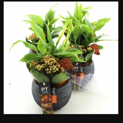 Композиція 10