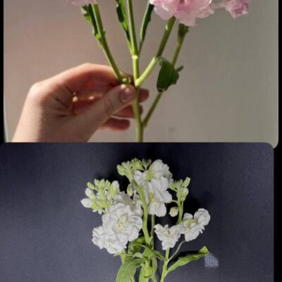 Матіола 'Stock Mix'