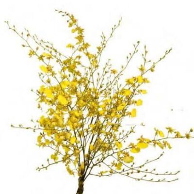 Онцідіум 'Honey Angel'