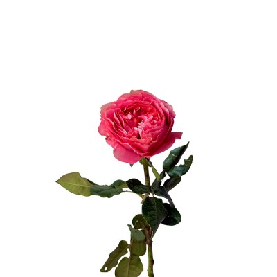 Еквадорська троянда 'Candy X-pression'