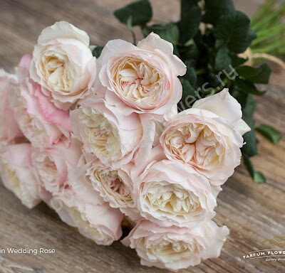 Еквадорська троянда 'Keira'