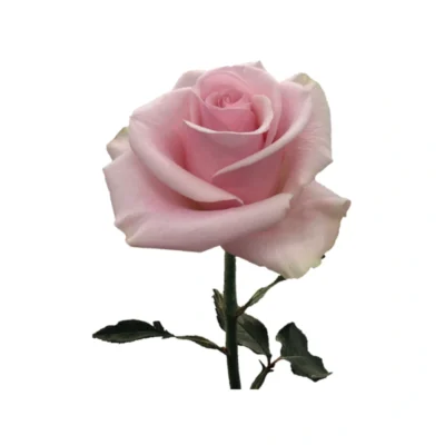 Еквадорська троянда 'Titanic'