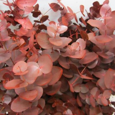 Евкаліпт 'Cinerea Bordeaux'