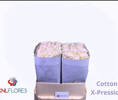 Еквадорська троянда 'Cotton X-pression'