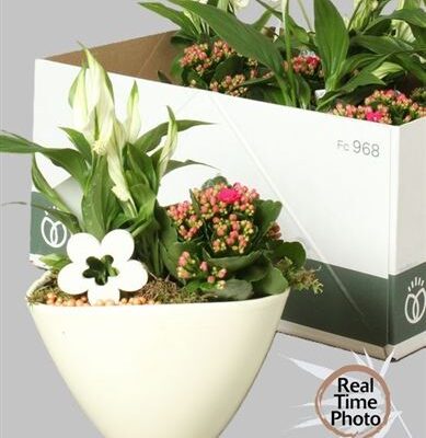 Каланхоє композиція