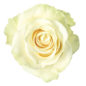 Еквадорська троянда 'Mondial'