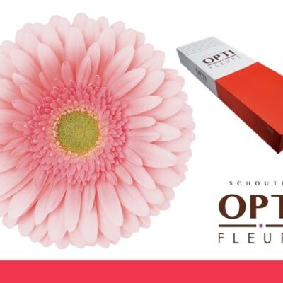 Гербера 'Romella'