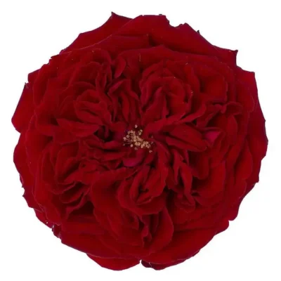 Еквадорська троянда 'Tess'