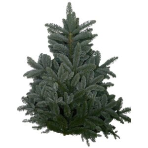 Нобіліс 'Blauw'