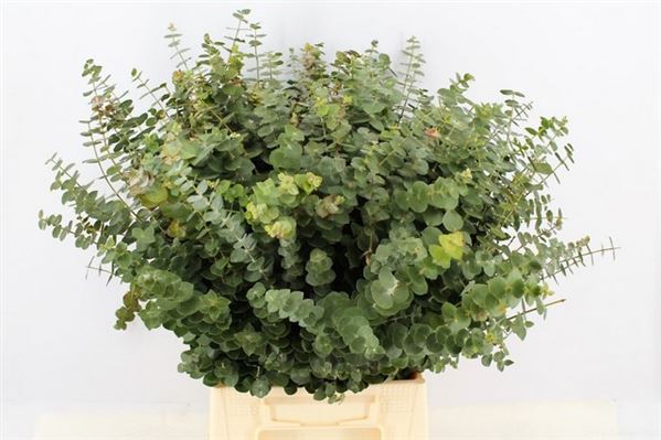 Евкаліпт 'Baby Blue'