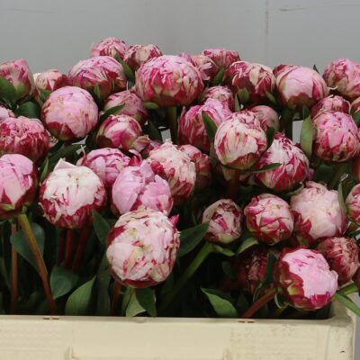 Піон 'Sara Bernhard'