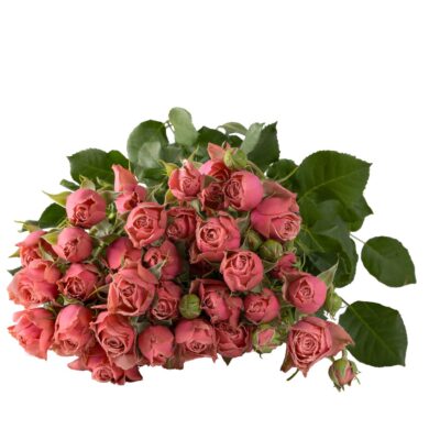 ANTIQUE TRENSDSETTER