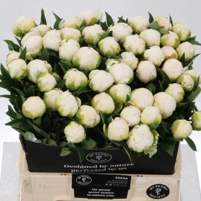 Піон 'Mme Cl Tain'