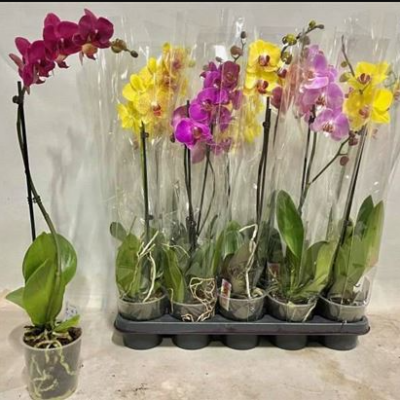Орхідея 1-стеблова “Gem 10kl”