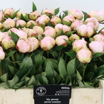 Піон 'Flor Nicholls'