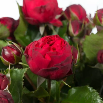 Еквадорська троянда 'Garden Roses Mix'