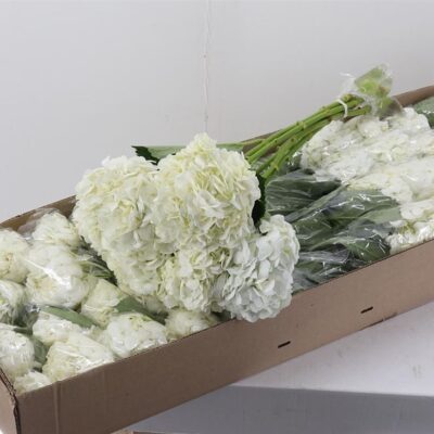 Гортензія 'WHITE'