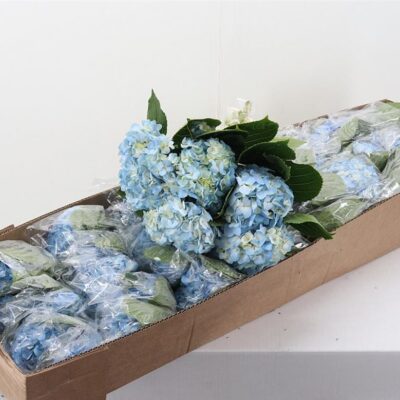 Гортензія 'LIGHT BLUE'