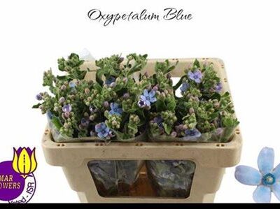 Оксіпеталум 'Tan Pur Blu'