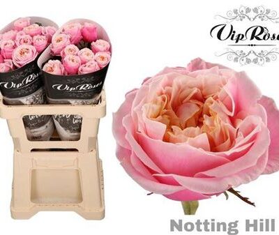 Одноголова троянда 'NOTTING HILL'