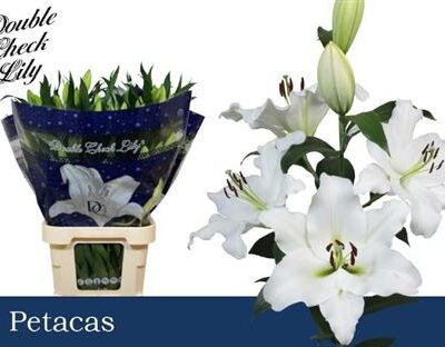 Лілія 'Petacas'