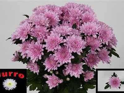 Хризантема 'VERONICA'