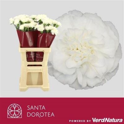 Гвоздика 'Moonlight'