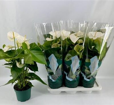 Антуріум 'Samora'