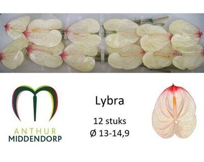 Антуріум 'Lybra'