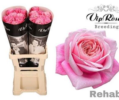 Одноголова троянда 'Vip Rehab'